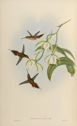 Phaethornis zonura = Phaethornis griseogularis zonura